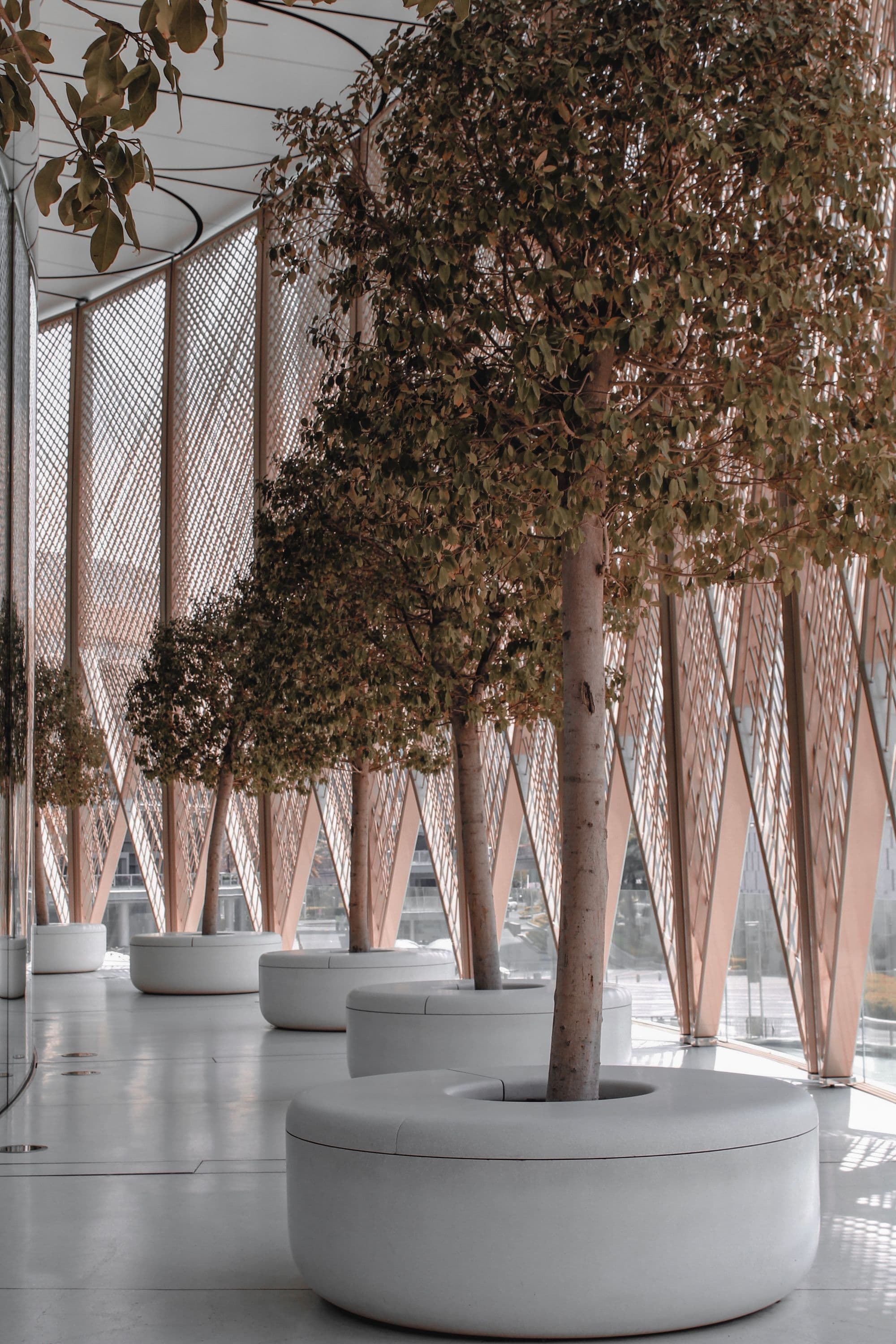 Trees lining a light-filled modern interior in Dubai